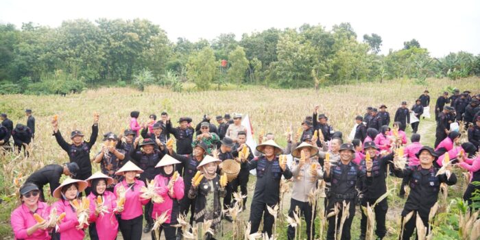 Sukses Panen Raya 9 Ton Jagung, Sat Brimob Polda Jateng Berhasil Jalankan Program Ketahanan Pangan Polri