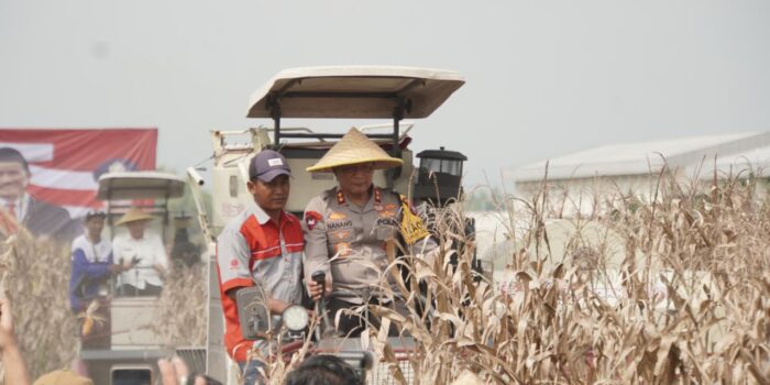 Dukung Suksesi Stabilitas Pangan Nasional, Kapolda Jatim Pimpin Panen Raya Jagung Hibrida di Sidoarjo