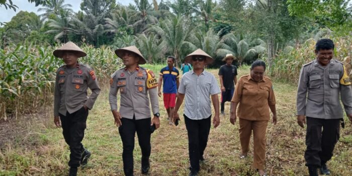Polres Halut Buktikan Peran Polri dalam Ketahanan Pangan Lewat Panen Raya Jagung